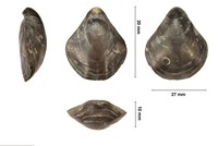 Praelongithyris praelongiforma